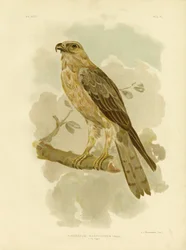 Kleiner Adler, 1891